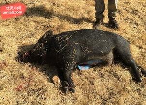 猪吃的那种蓝色的瓜,探寻猪儿钟爱的蓝色瓜果之谜  第2张
